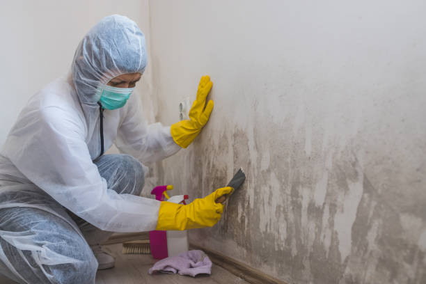 Best Residential Mold Inspection & Testing  in Georgetown, DE